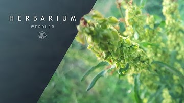 Rumex crispus - (Curley Dock / Yellow Dock)