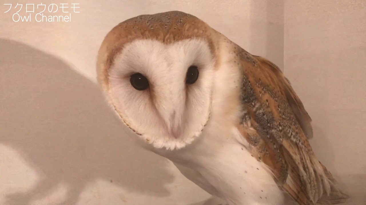 かわいいフクロウとの生活はこんなにも最高 メンフクロウ かわいいペット Youtube