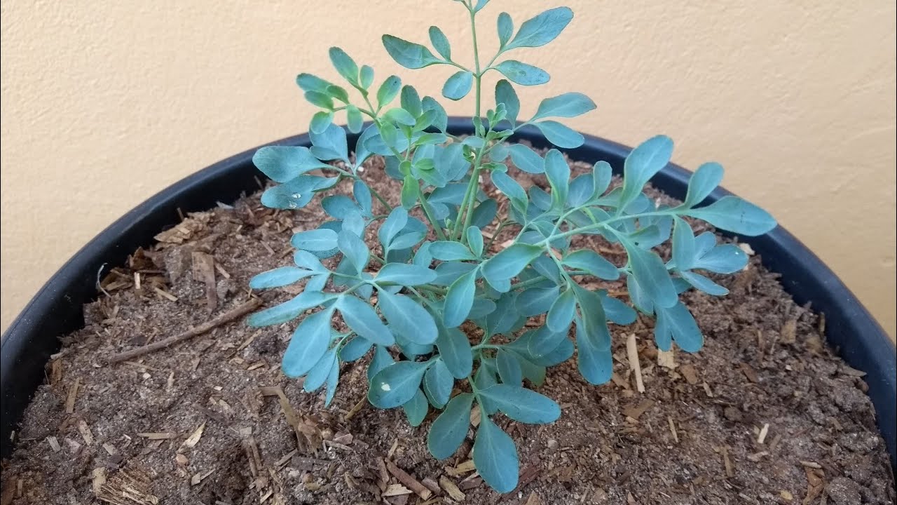 Arruda: como plantar e cuidar Arruda: como plantar e cuidar