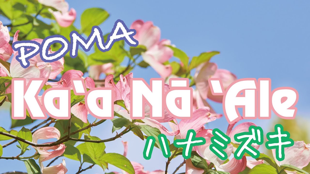 POMA - Ka'a Na 'Ale ハナミズキ(Audio)