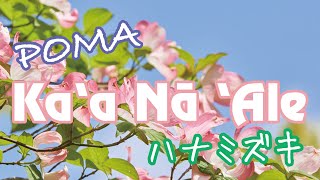 Poma - Kaa Na Ale ハナミズキ