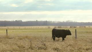 Bœuf pur à 100%, un fait ou le nom d’une entreprise | McDonald’s Canada