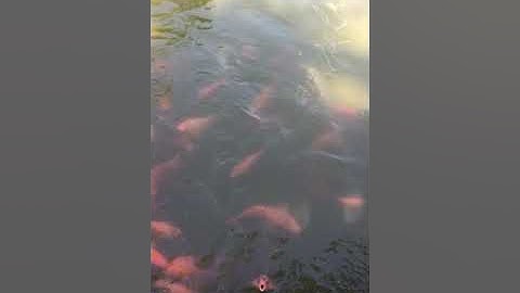 Cá vàng khủng, rùa khủng đại chiến