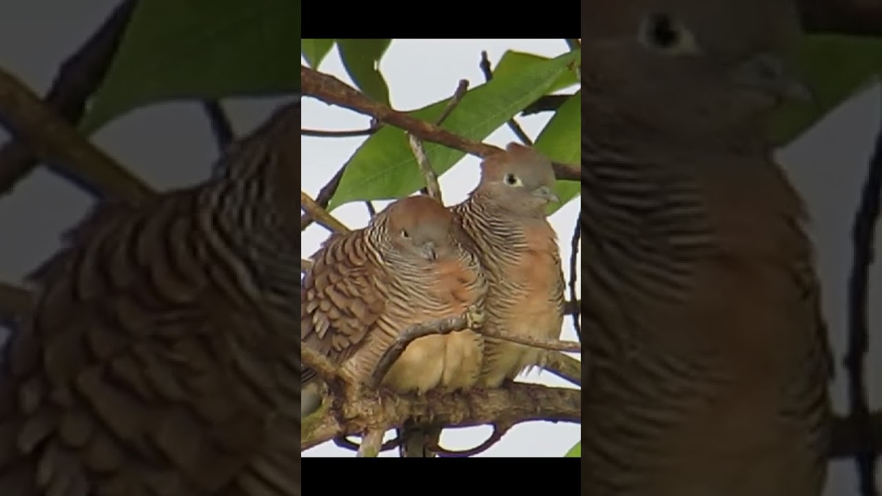 A pair of doves are making love 💕 