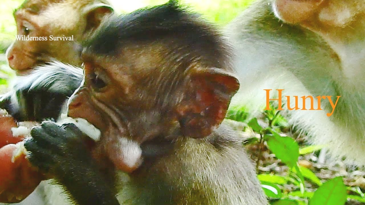 Copper& Carlino So So Hungry, He Eats A Lot Banana