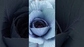 Growing Queen Cabbage at Home, Dark Cabbage, Specialty Cabbage