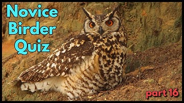 NOVICE BIRDER QUIZ - part 16