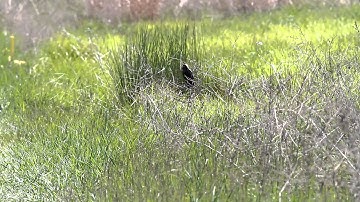 Bobolink Singing
