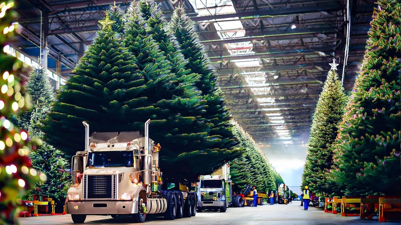 36 Million Christmas Trees Are Harvested In America This Way ...