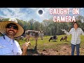 What really happened to our farm animals during an eclipse