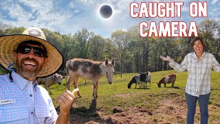 What Really Happened to Our Farm Animals During an Eclipse? by Cog Hill Family Farm 71,798 views 1 month ago 27 minutes