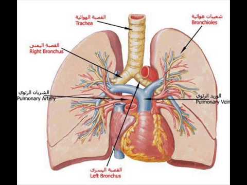 ثقف نفسك   youtube