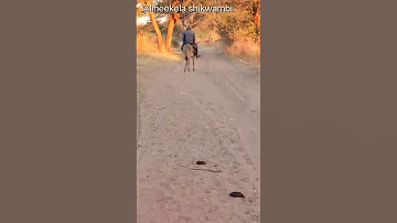 3village Mode Of Transport Have A Great Day 