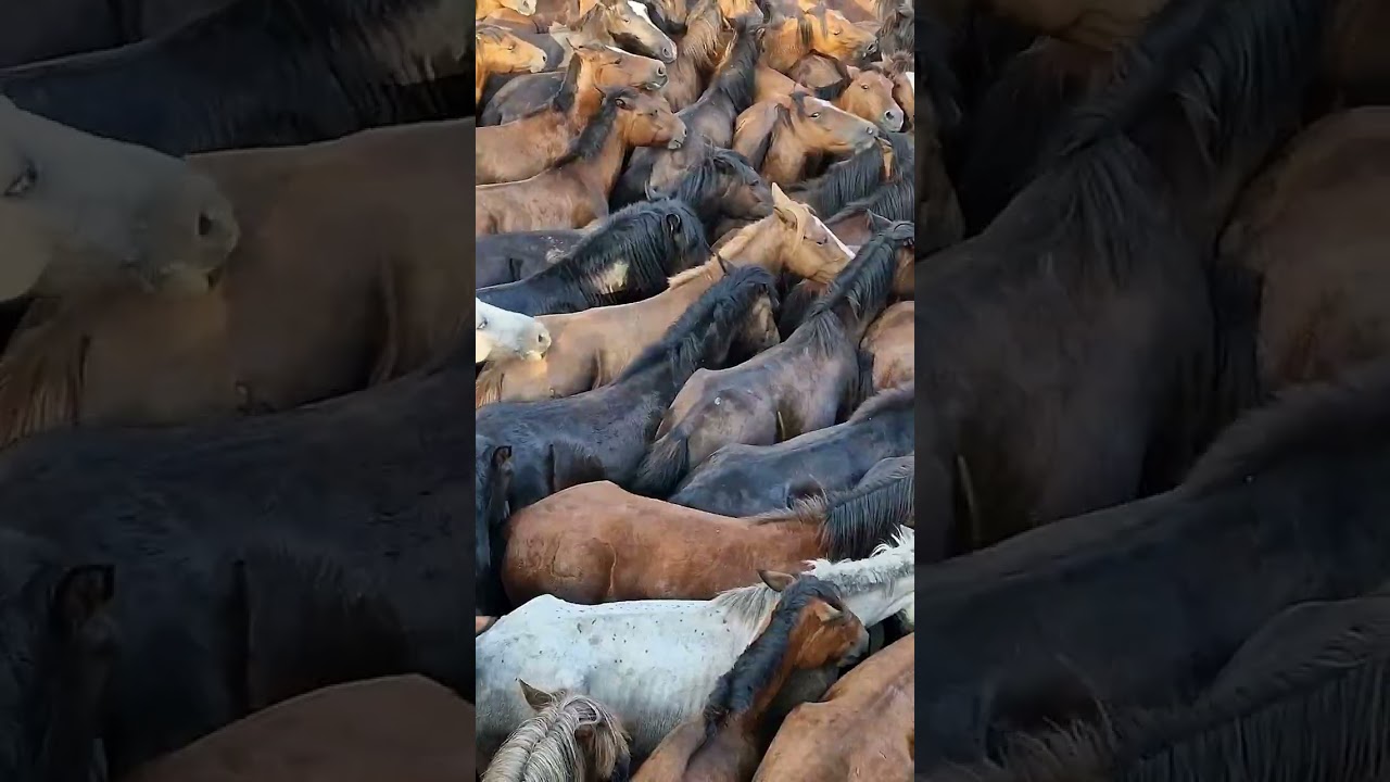 A Rapa das Bestas de Sabucedo