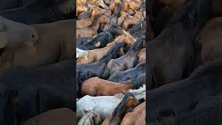 A Rapa das Bestas de Sabucedo