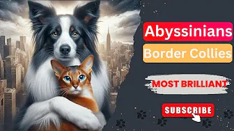 Two of a Kind: Border Collies and Abyssinians, the Ultimate Intelligent Duo