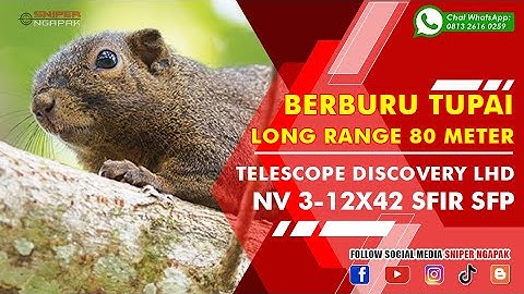LONG RANGE BERBURU TUPAI KELAPA