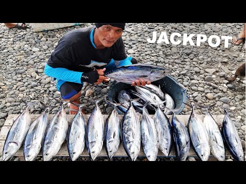 Amazing Skipjack Tuna
