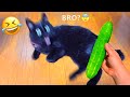 笑ったら負け！😂🤣 最も面白い犬と猫 2025🐶😹