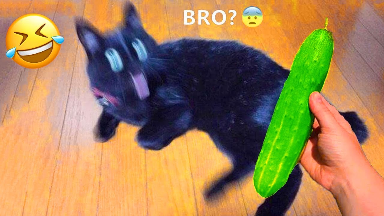 ⁣笑ったら負け！😂🤣 最も面白い犬と猫 2025🐶😹