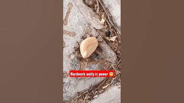 Unity is power 😇 hardwork by ant 🐜 #viralvideos #shortfeed #instatrand #naturelove #trendingno1 #wow