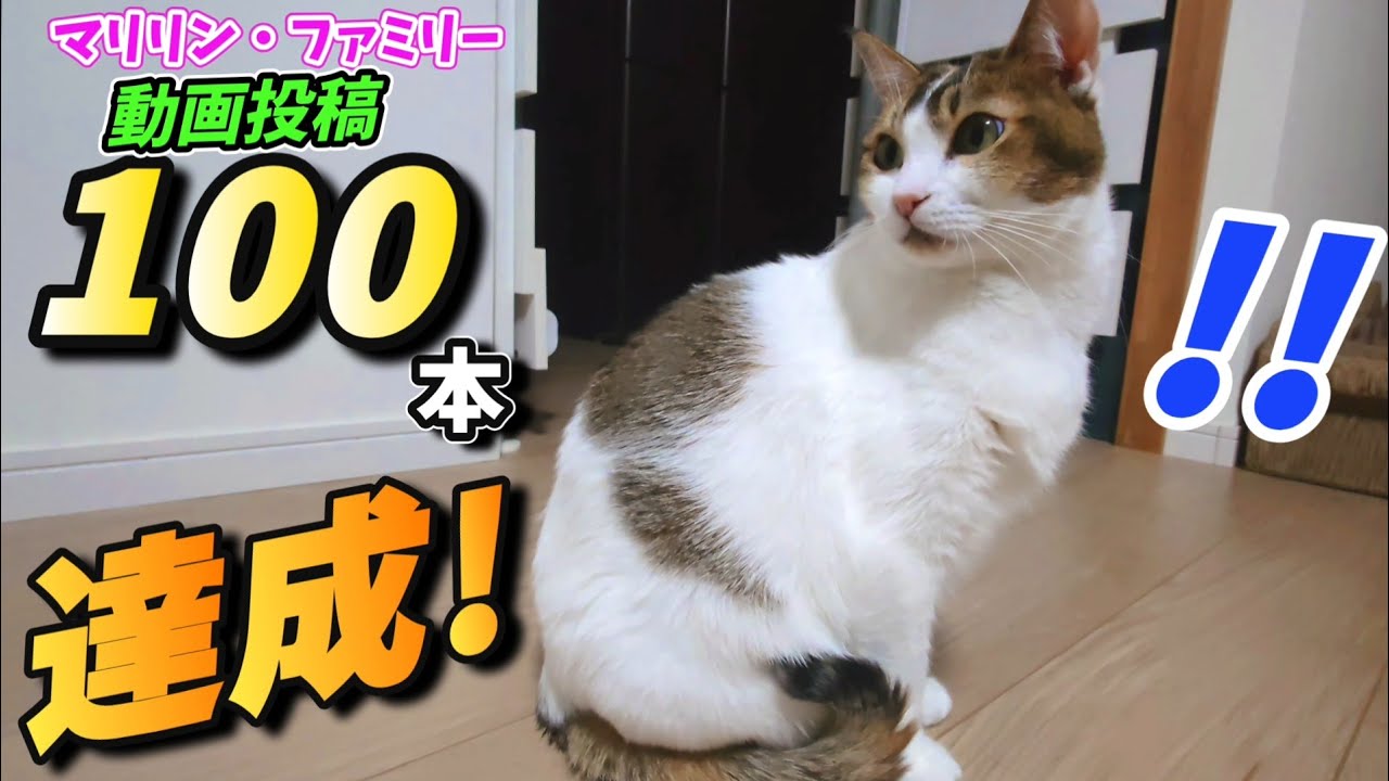 マリリン・ファミリー 動画100本達成！これまでの軌跡🐱 - YouTube