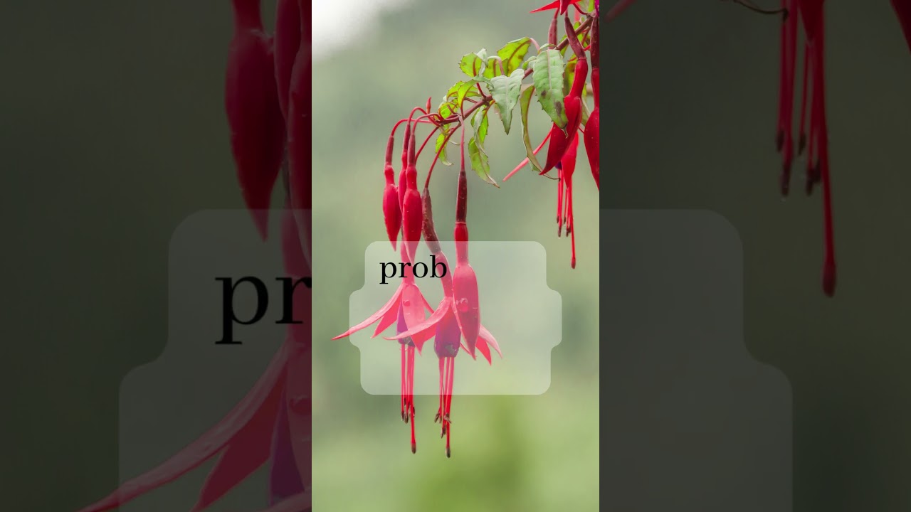 Chilco propiedades medicinales de la planta🌿