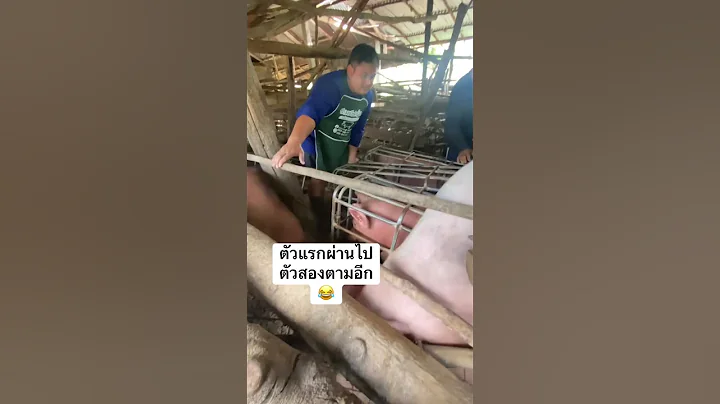 pigs loading in village #farmers #cow #pigfeed #pigbreeding #animals #hogger #pigfarming #farmlife