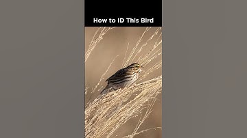 Can you identify this sparrow?