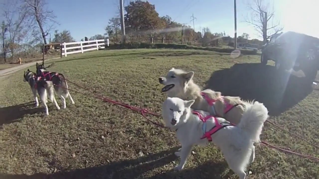 DRYLAND MUSHING GEAR AND SETUP YouTube