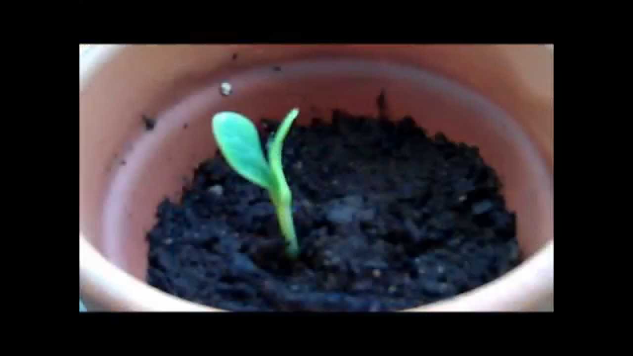 Time Lapse Zucchini/Squash plant YouTube