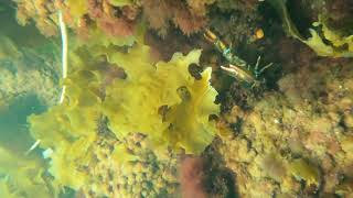 Old Garden Beach Dive