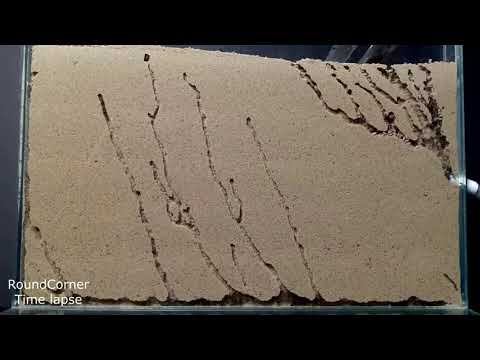 TimeLapse | Sand Ant Farm - Ants Digging Tunnels Time Lapse 4k