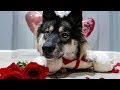 Giving Kakoa The Valentine&#39;s Of Her Dreams!