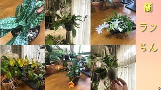 12月 6種類のラン　エンジェル…愛　パフィオ　マスデバリア　バルボフィラム　ポダンギス　オンシジューム