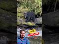 Bear came to the riverside to taste fish and caught a big fish! 🐻🐟 #fish #bear #wildlife #trending