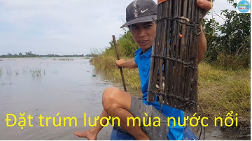 387 | Đặt trúm lươn trên đồng trục mùa nước nổi | eel
