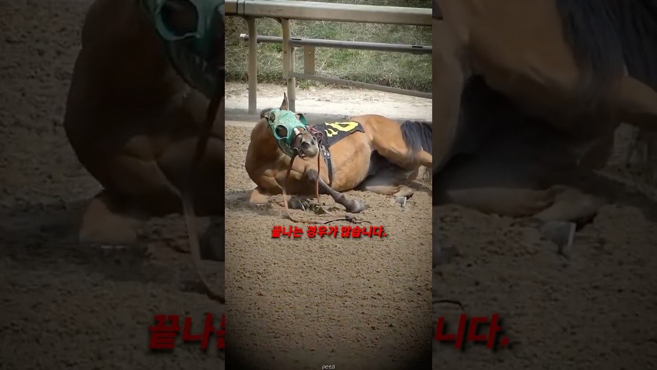경주마가 골절당하면 안락사하는 이유