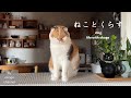朝ごはんから始まる猫との日常/雪が降った日のおうち時間とバレンタイン【猫と暮らしのvlog】