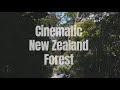 Cinematic New Zealand Forest Video - Nature Video HD - NZ Tane Mahuta