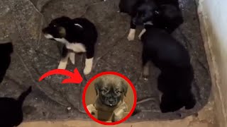 The mother dog begged to save her ugly puppies by Pets are love  1,423 views 8 days ago 5 minutes, 31 seconds
