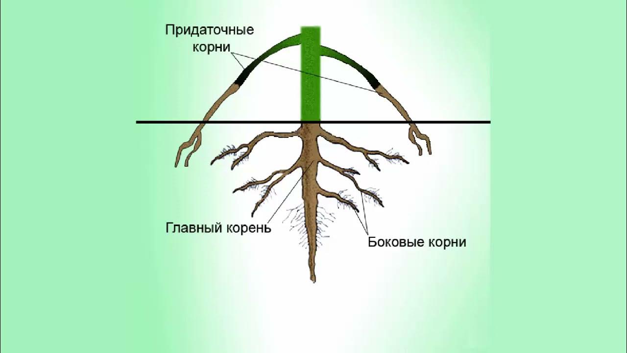 Стороне какой корень. Корни растений. Строение корня. Корень и его строение. Что такое корень по биологии.