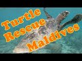 Maldives Turtle Rescued From Fishing Net