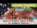 Голова садовая - Как отличить томат ГМО от живого томата