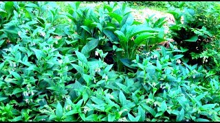 Comfrey - Extending Flowering and other Tricks