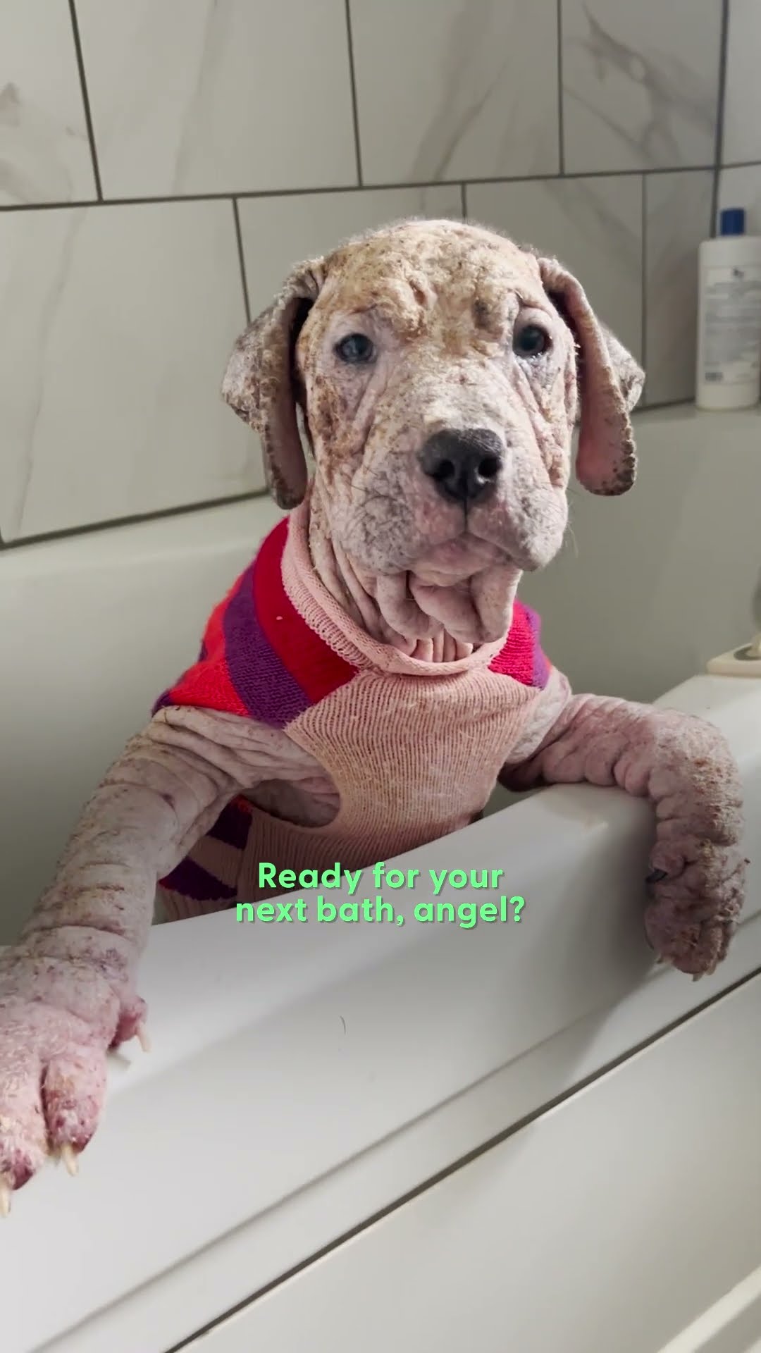 Rescued Naked Pittie Puppy Heals With Love and Care | The Dodo