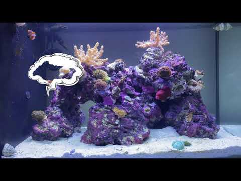 Fluval Sea Evo 52Litre/13.5 gallon 1 Month Update Little Reef Tank comes alive