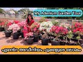 My Adenium Home Garden | Secret Tips for Adenium Flowering | എന്റെ ഗാർഡൻ മുഴുവനും അഡീനിയം പൂക്കൾ