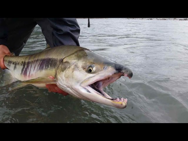 Coho Salmon and Chum Salmon Fly Fishing in Squamish BC Canada 