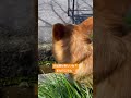愛犬とお出掛け🐕#コーギー #コーギーと一緒 #お出掛け #犬のいる暮らし #犬のいる生活 #楽しかった #愛犬 #ウェルシュコーギー #ウェルシュコーギーペンブローク